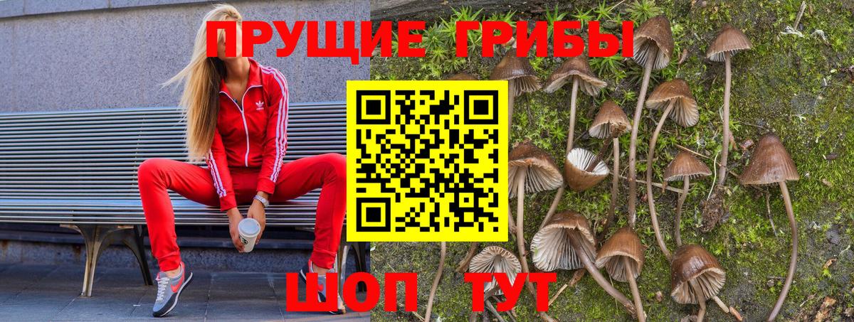 Свободный  Галлюциногенные грибы Psilocybe  Вход с VPN  Галлюциногенные грибы мицелий 